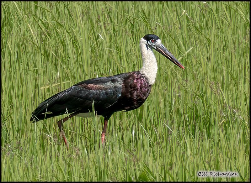 wooly necked stork.jpg