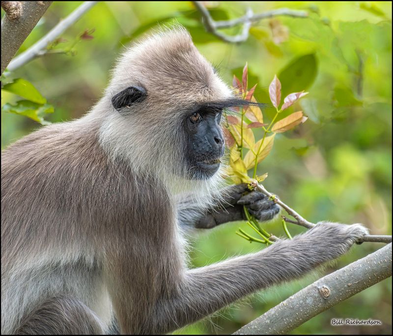 Black faced langur Monkey.jpg