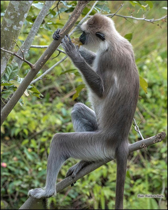 Black faced langur Monkey2.jpg