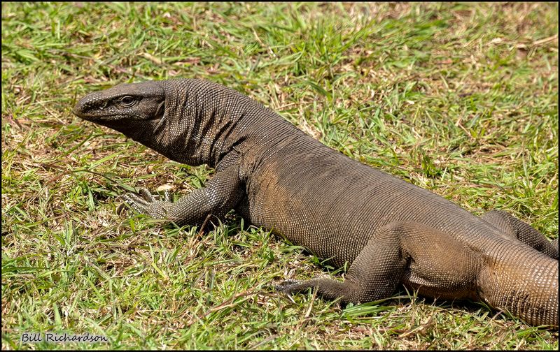 monitor lizard.jpg