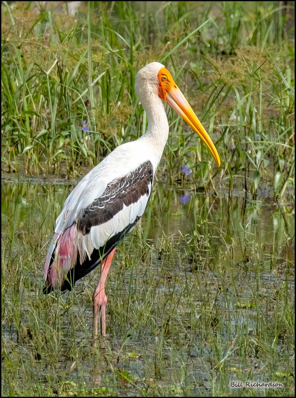 painted stork.jpg