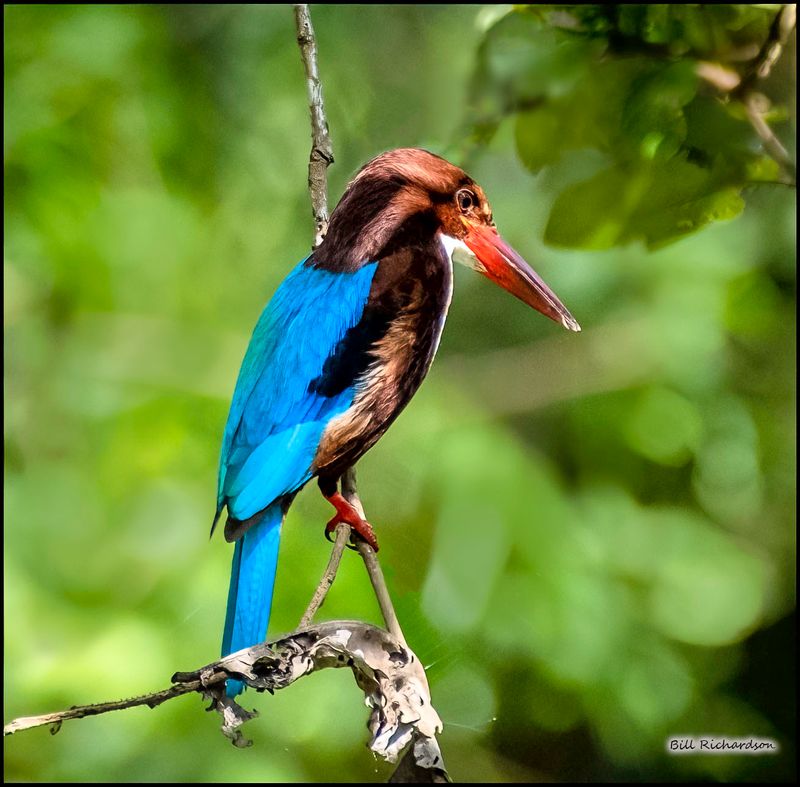 white throated kingfisher.jpg