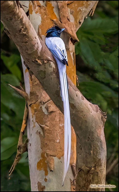 Asian Paradise Flycatcher.jpg