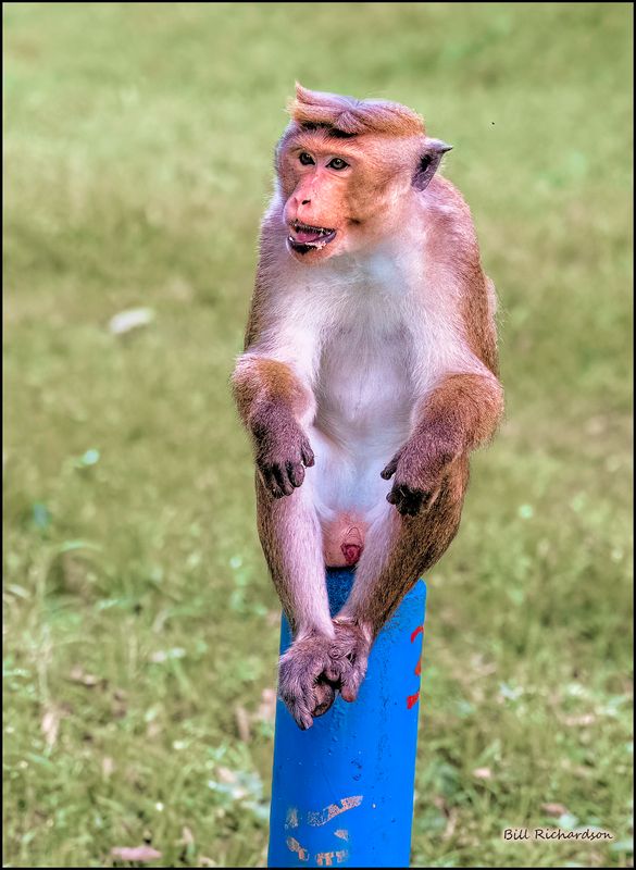 Toque macaque aka temple monkey.jpg