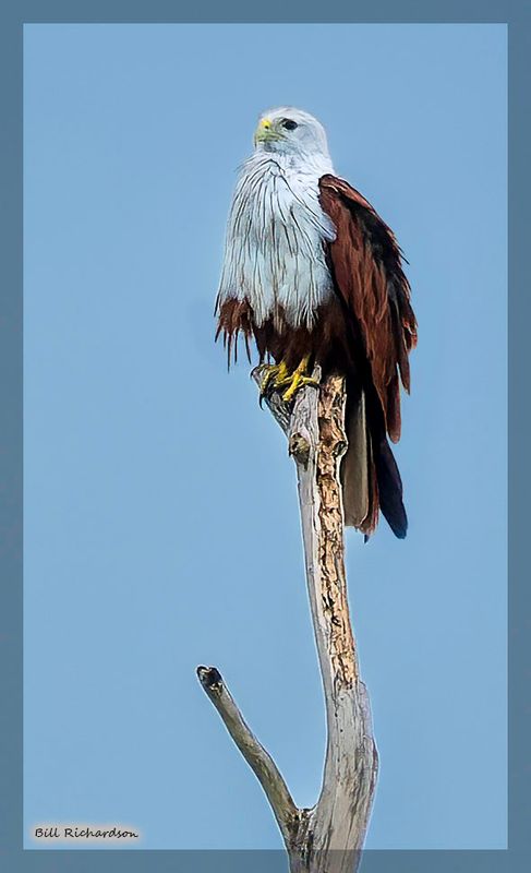 Brahminy Kite.jpg