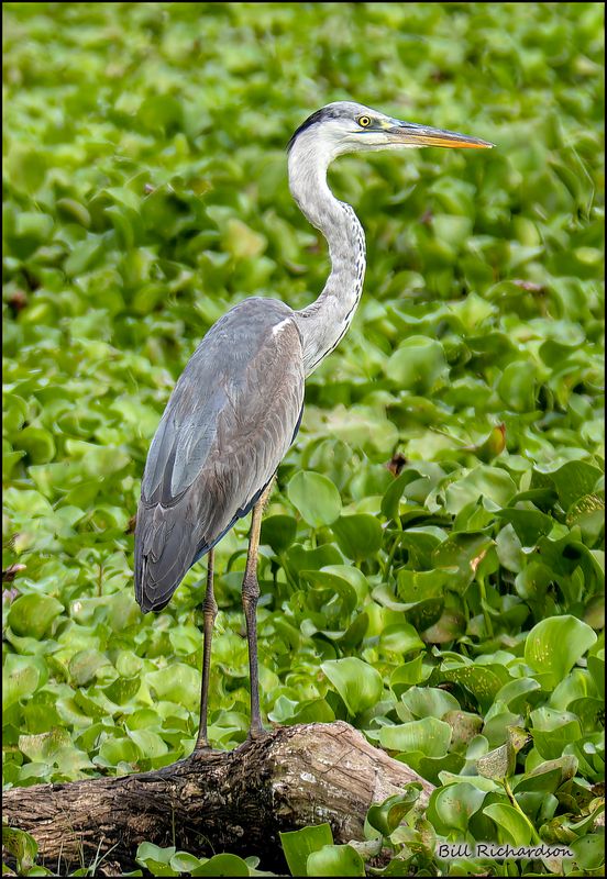 grey heron.jpg