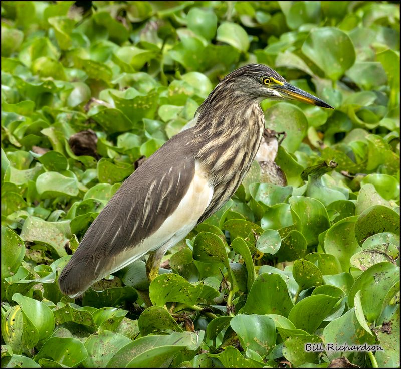 Indian pond heron.jpg