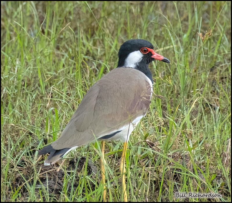 red wattled lapwing.jpg