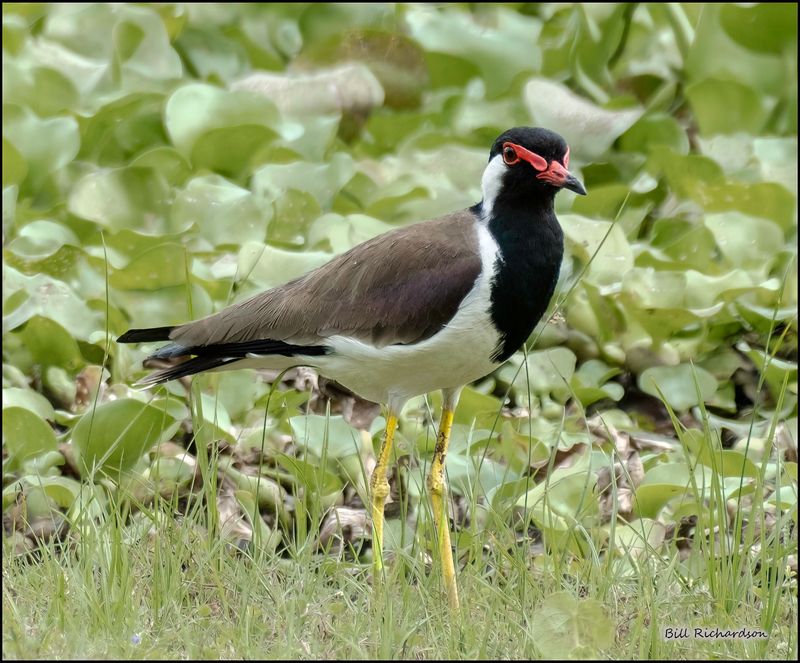 red wattled lapwing2.jpg