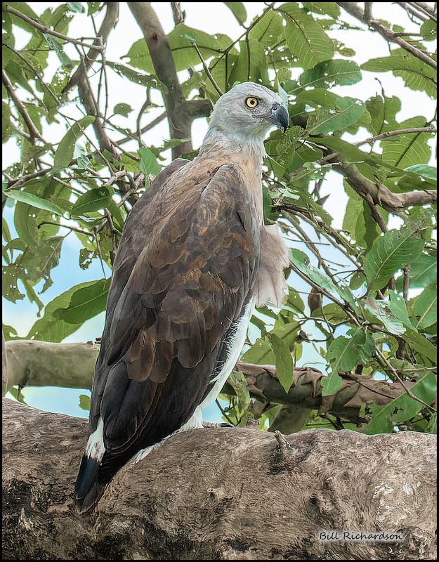 grey headed fish eagle.jpg