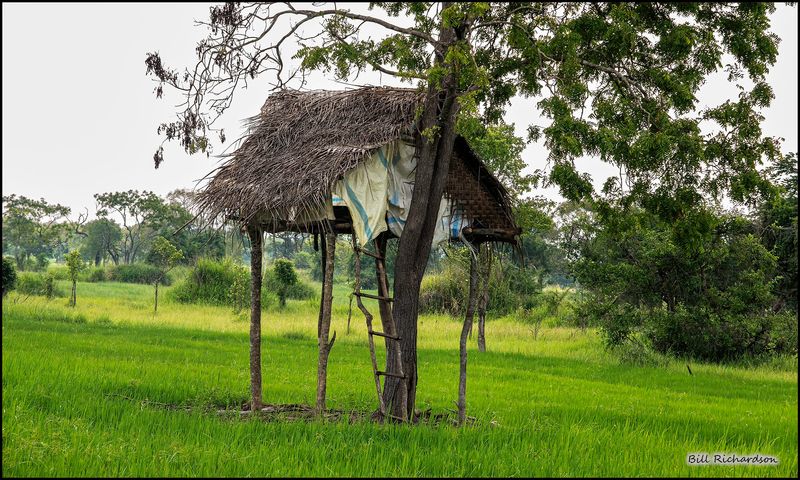 farmer's tree house.jpg