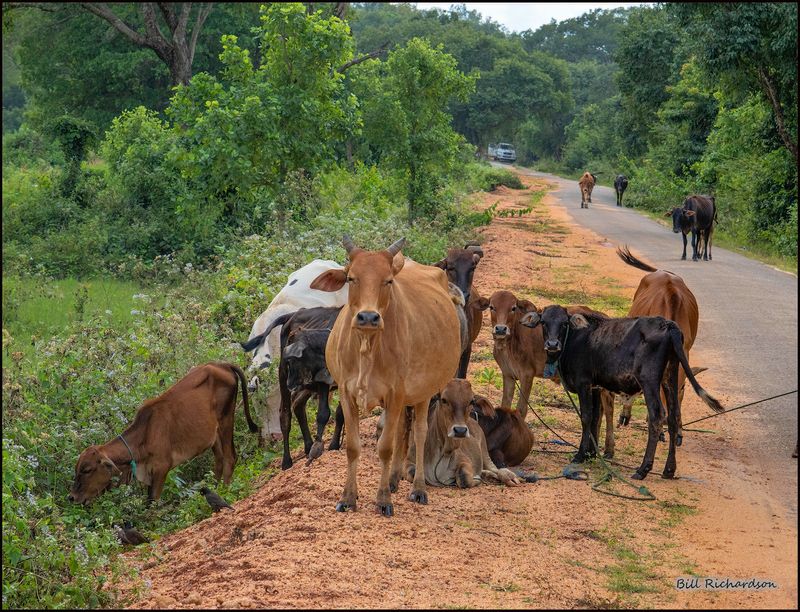 cows in road.jpg