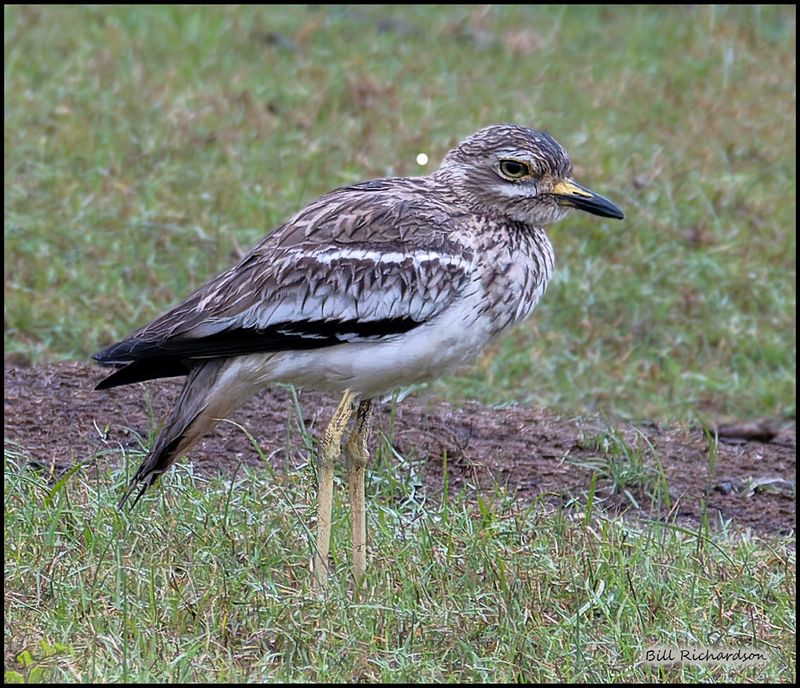 P{addyfield Pipit.jpg