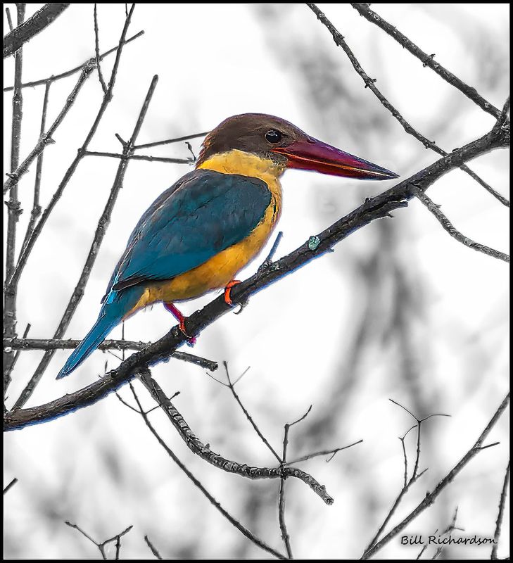 stork billed kingfisher.jpg