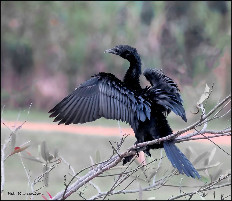 Little Cormorant.jpg