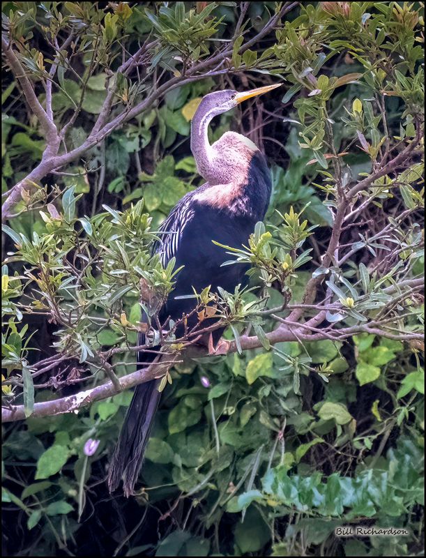 Oriental Darter.jpg