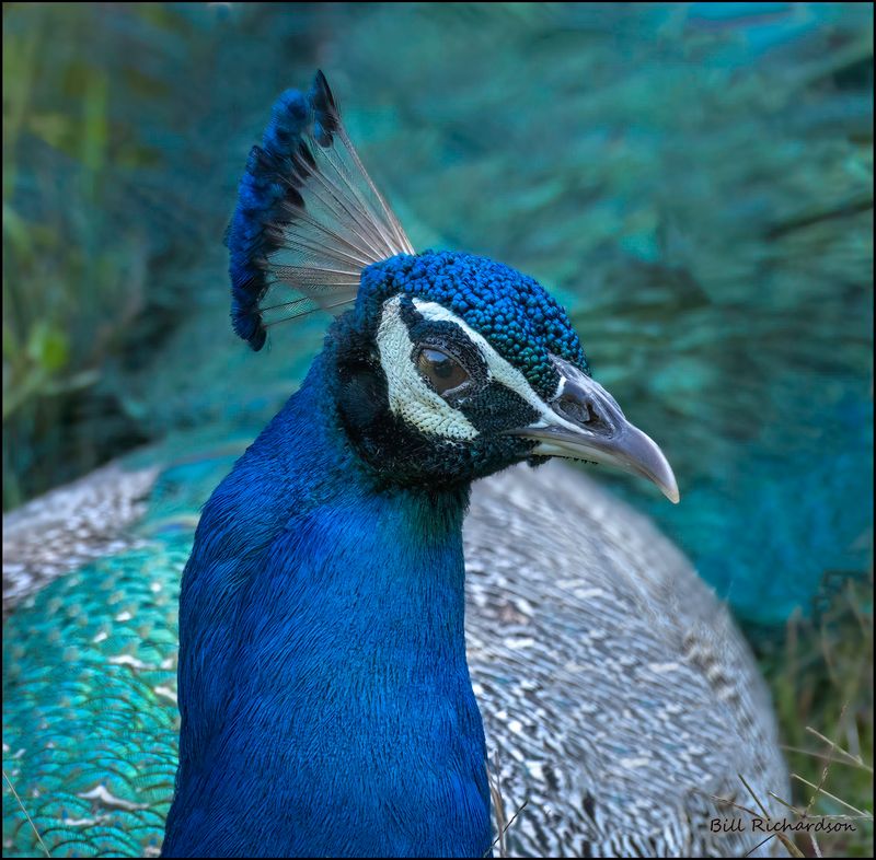 peacock beggar.jpg