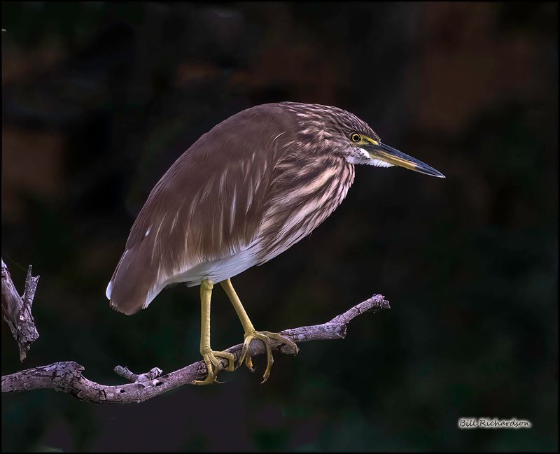 Pond Heron2.jpg