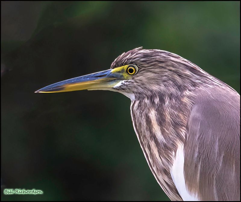 Pond Heron portrait.jpg