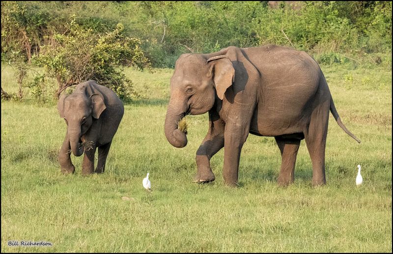 elephant cow w calf.jpg