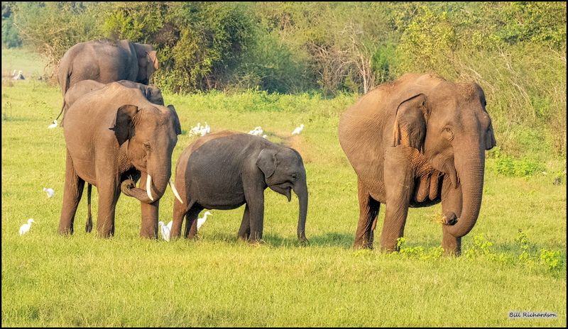 elephant family.jpg