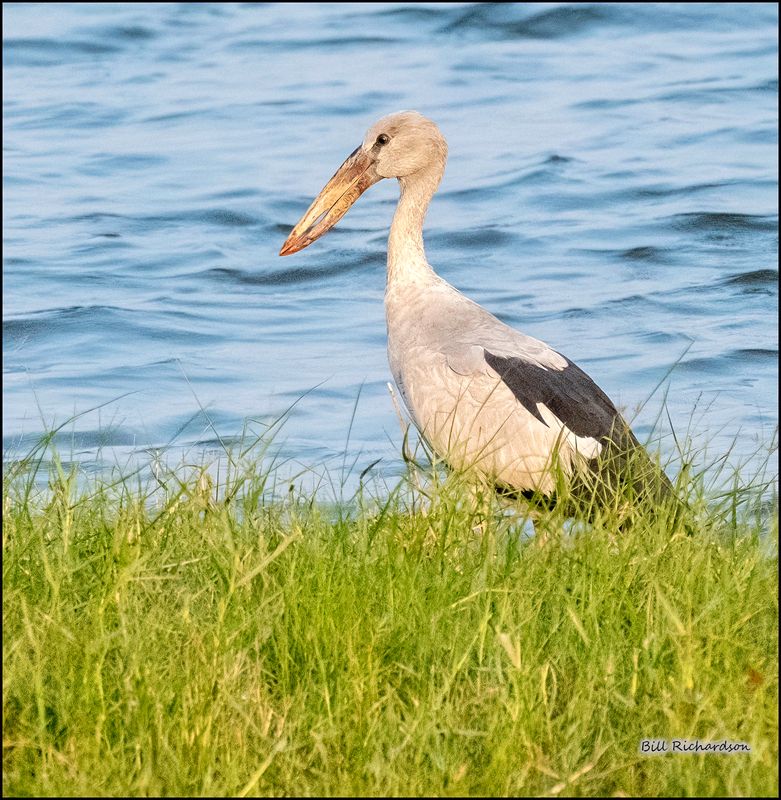 Asian Openbill Stork.jpg