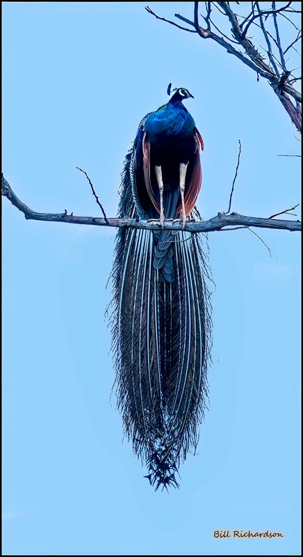 peacock in tree.jpg