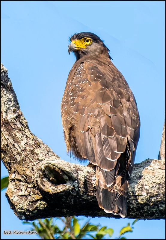 serpent eagle.jpg