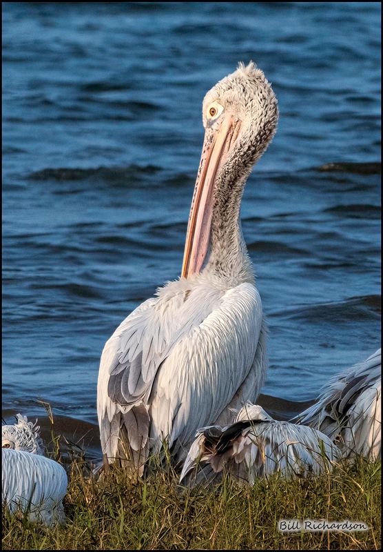 Spot Billed Pelican.jpg