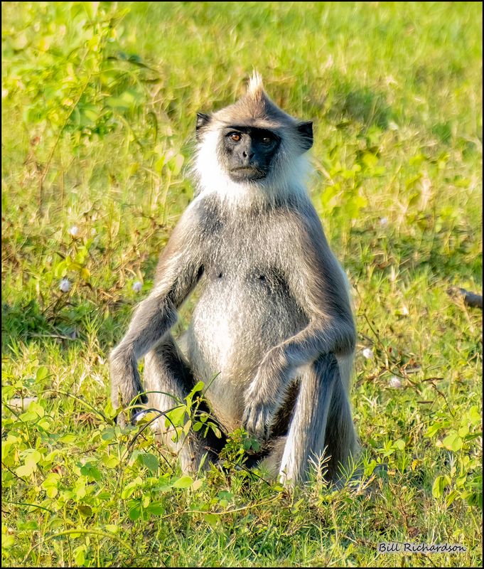 tufted gray langur.jpg