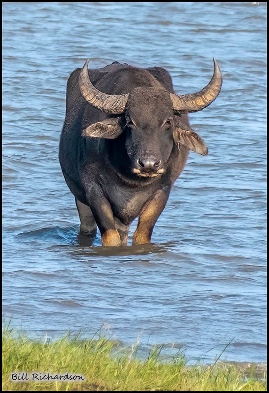 water buffalo.jpg