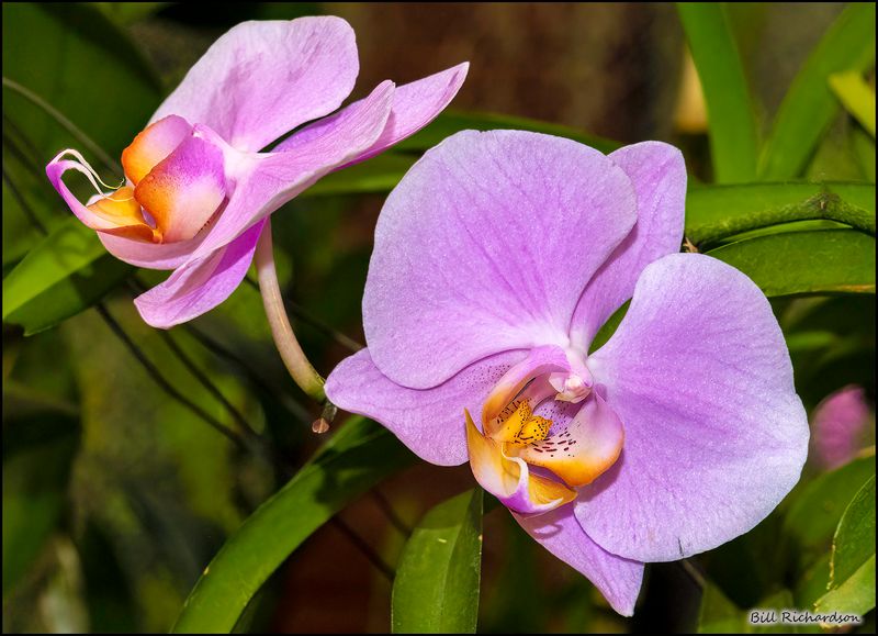 botanical garden orchid.jpg
