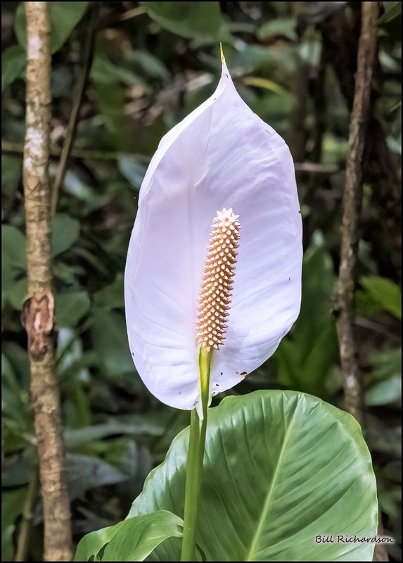 botanical garden white flower.jpg