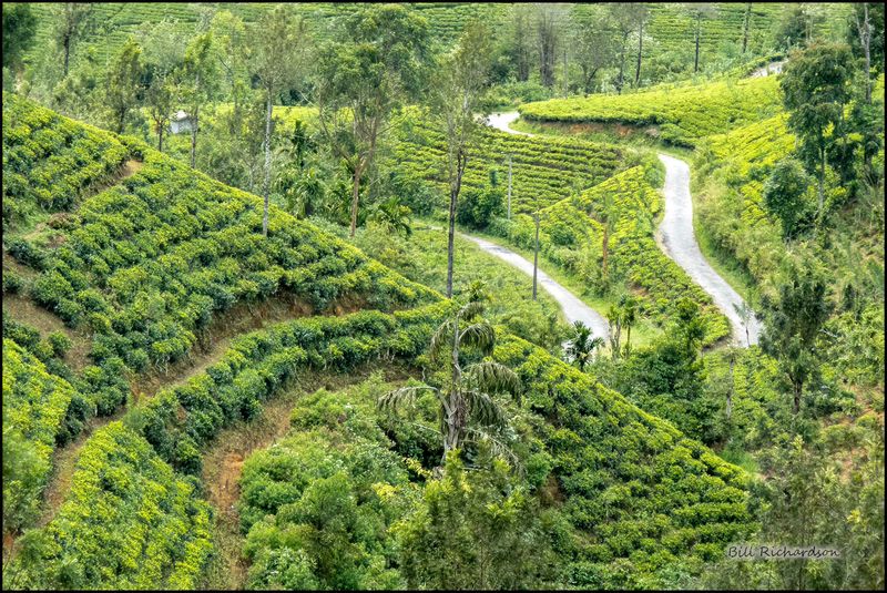 tea fields.jpg