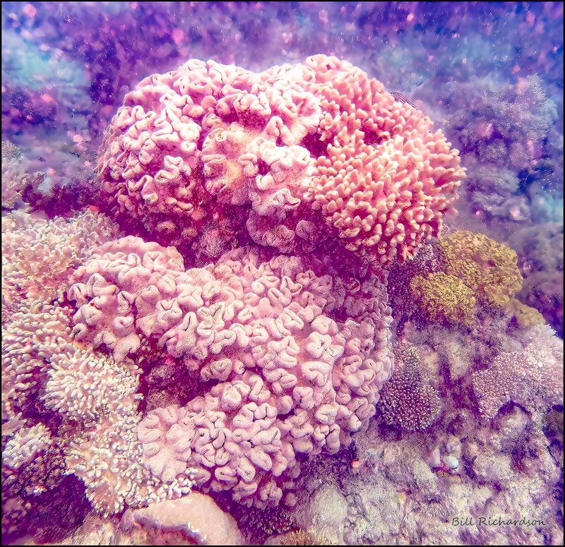 great barrier reef 2.jpg