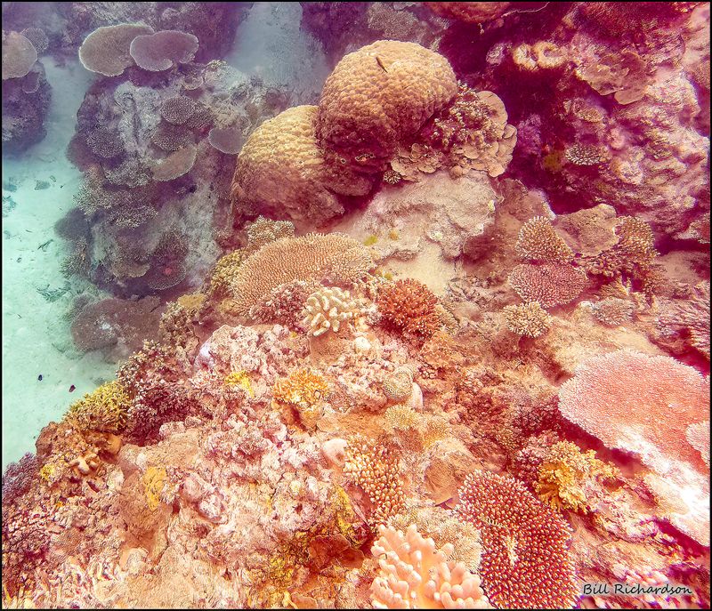 LIZARD ISLAND REEF 2.jpg