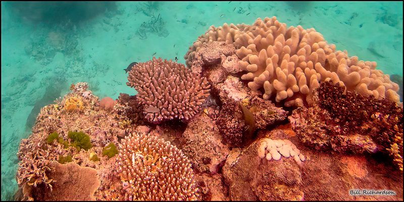 LIZARD ISLAND REEF 5.jpg