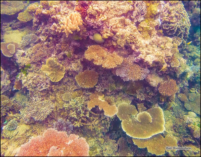 LIZARD ISLAND REEF3.jpg