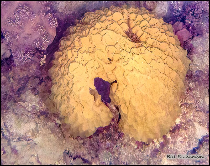 Reef 4.jpg