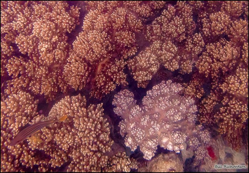 Reef 6.jpg