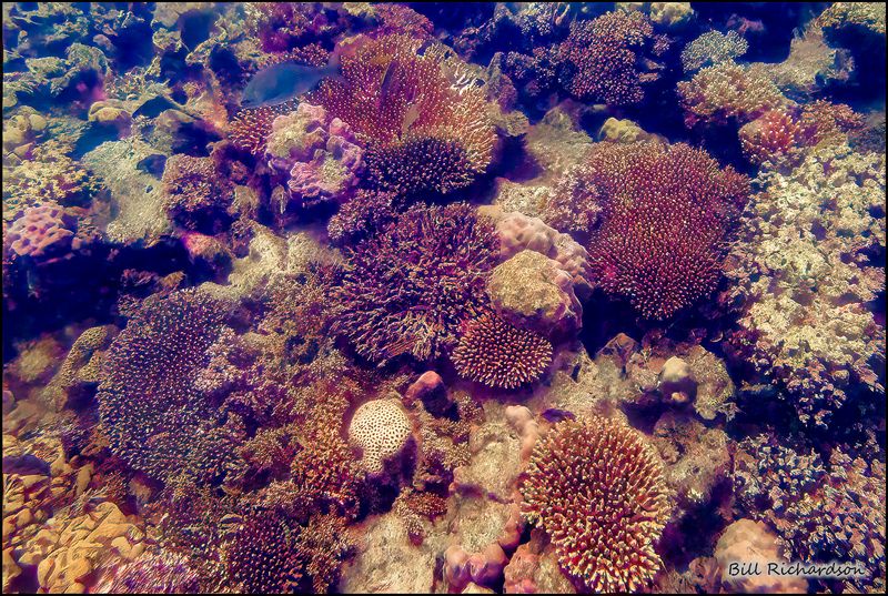 Reef 7.jpg