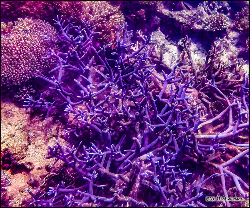 Reef 8.jpg