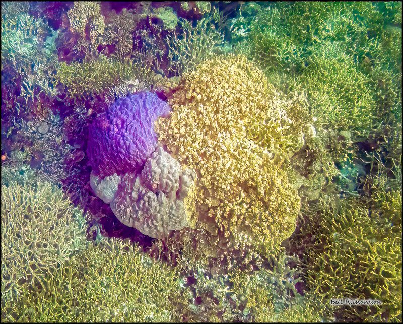 Reef 20.jpg
