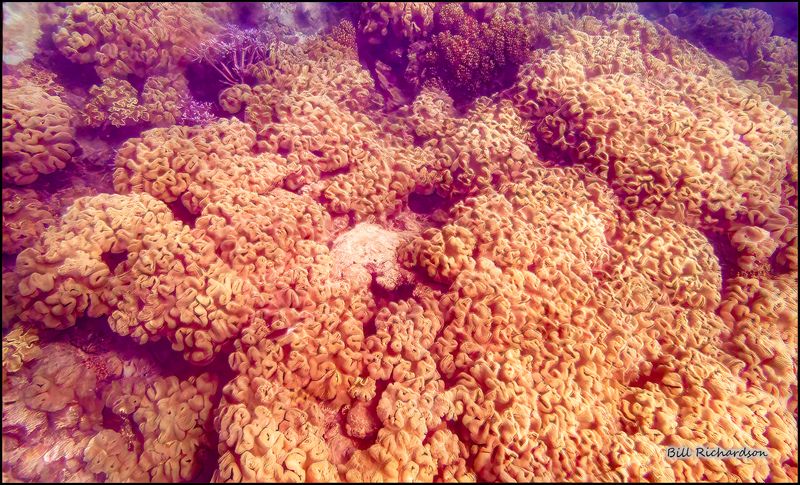 Reef 1.jpg