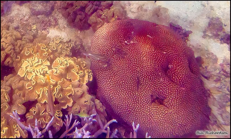 Reef 3.jpg