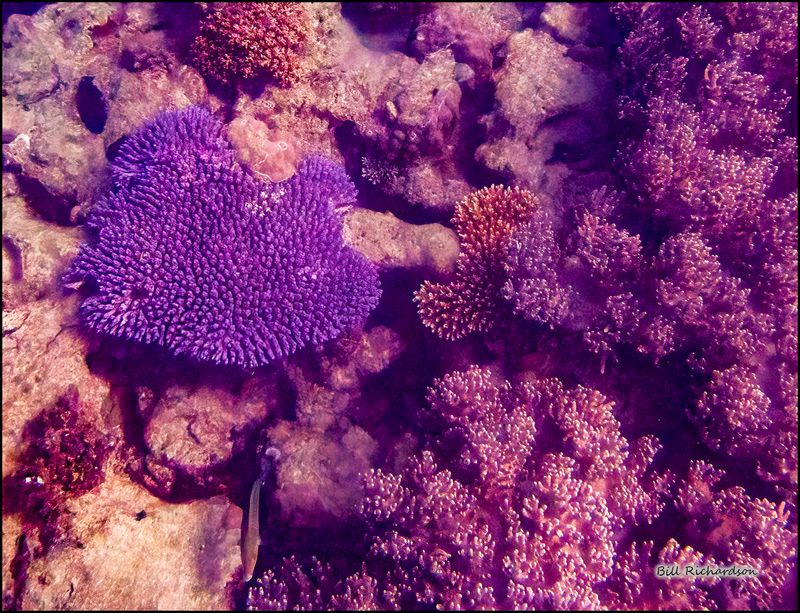Reef 5.jpg