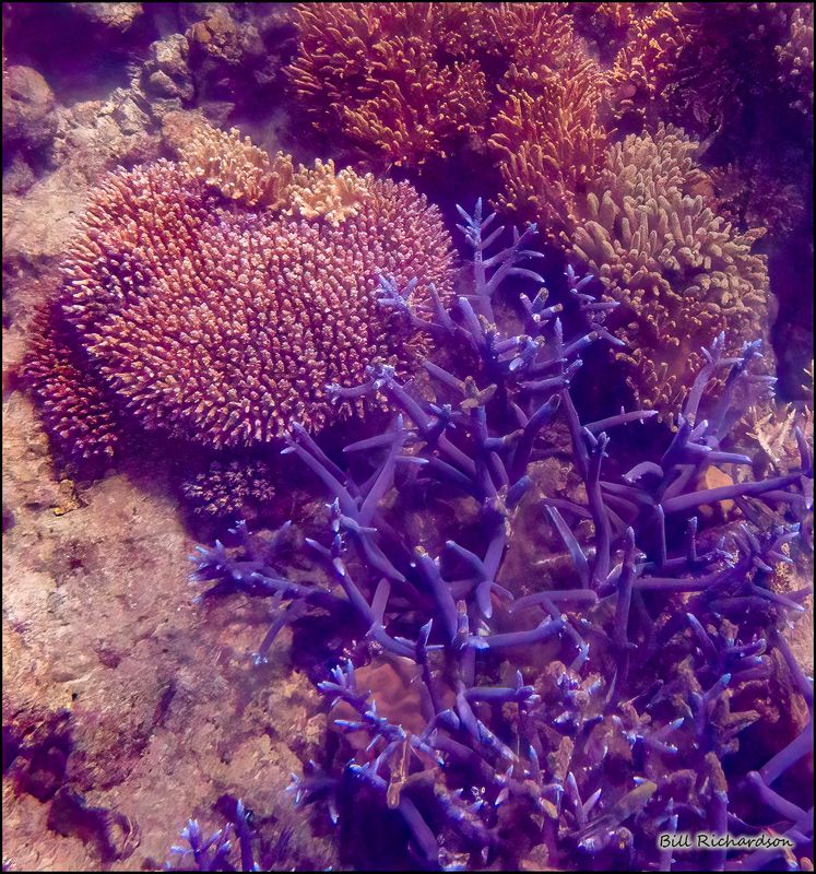 Reef 9.jpg