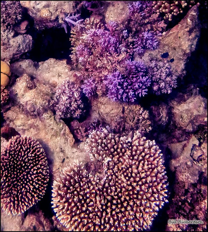 Reef 10.jpg