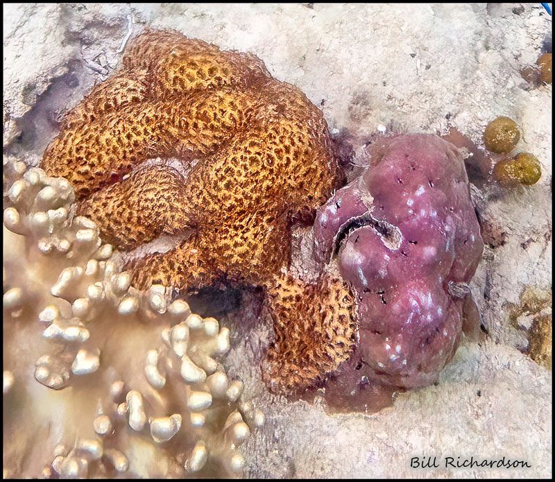 Reef 11.jpg