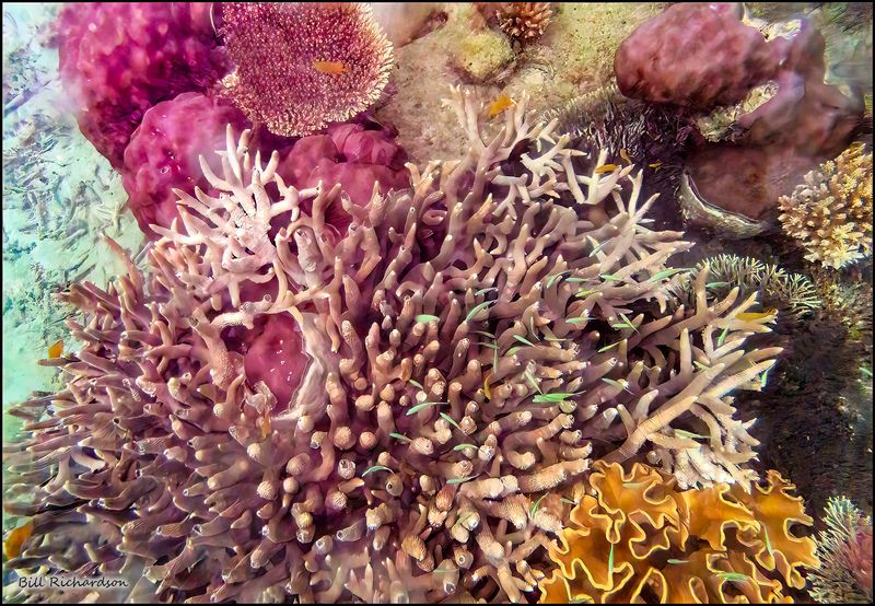 Reef 13.jpg